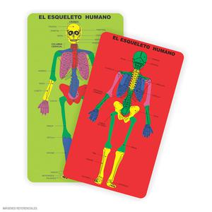 JUEGO DIDÁCTICO ARTI CREATIVO ENCAJE MICROPOROSO ESQUELETO HUMANO